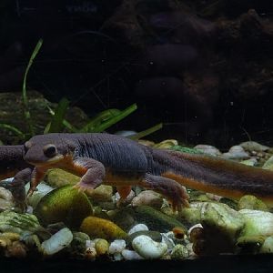 Roughskin newt (Taricha granulosa)