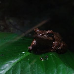 Cuban tree frog (Osteopilus septentrionalis