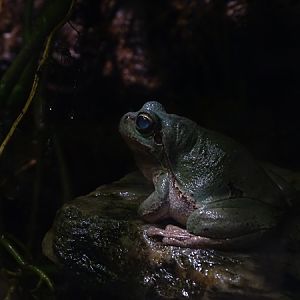 European tree frog (Hyla arborea)