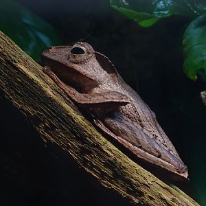 File-eared tree frog (Polypedates otilophus)
