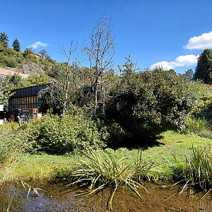 Ruffed lemur outdoor exhibit