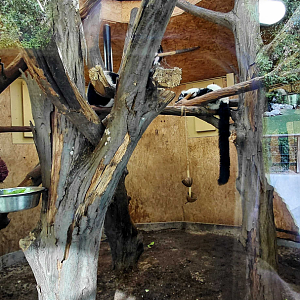 Ruffed lemur indoor exhibit