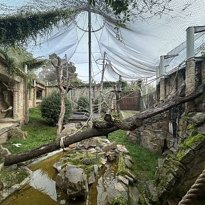 Orangutan Exhibit - Indonesian Jungle Pavillon