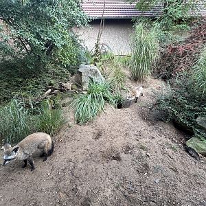Bat-Eared Fox Exhibit - Africa Up Close