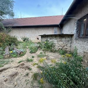 Honey Badger Exhibit - Africa Up Close