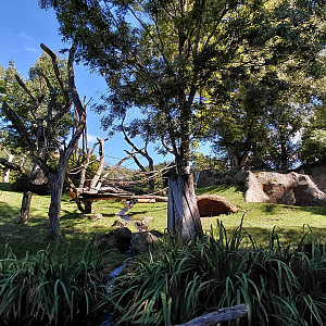 Méfou - outdoor gorilla exhibit