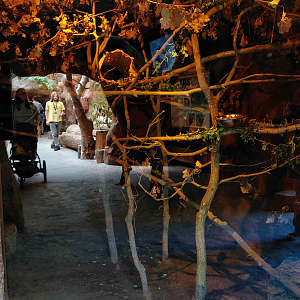 Méfou - Tree hyrax exhibit