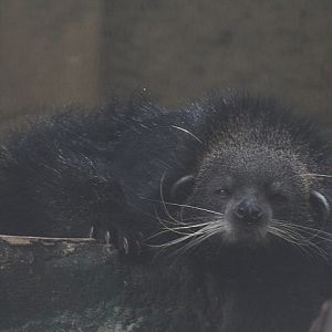 Bornean binturong (Arctictis binturong pageli)