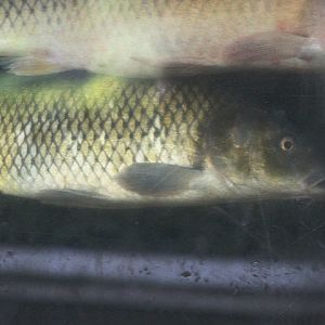 Common carp (Cyprinus carpio)