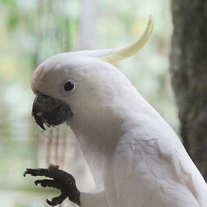 Timor yellow-crested cockatoo (Cacatua sulphurea parvula)