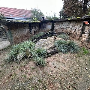 Yellow Mongoose Exhibit - Africa Up Close