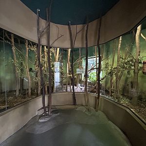 Indoor Ring-tailed Lemur & White-headed Lemur Exhibit - Africa Up Close