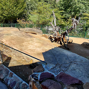 Crested porcupine outdoor exhibit