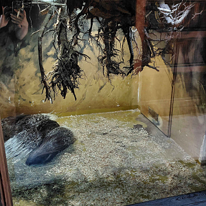 Crested porcupine indoor exhibit