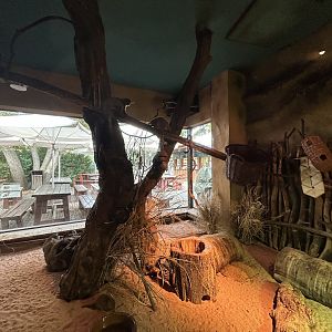 Greater Galago & Dwarf Mongoose Exhibit - Africa Up Close