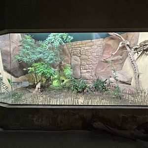 Black and Rufous Sengi Exhibit - Africa Up Close