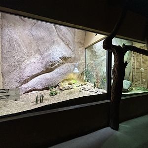 African Reptile Exhibits - Africa Up Close