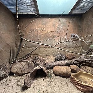 Turkish Spiny Mouse Exhibit - Africa Up Close