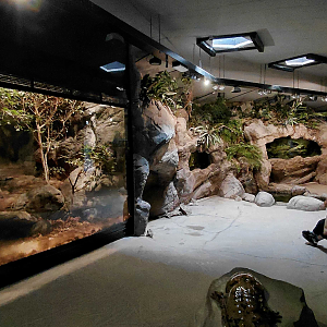 Giant salamander house interior