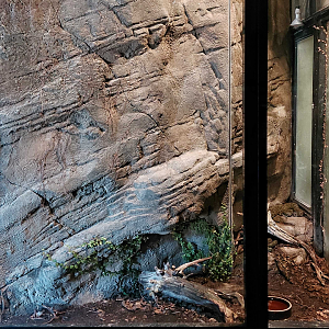 Mangshan pit viper exhibit