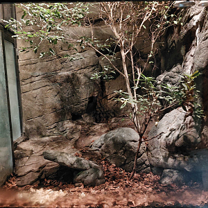 Impressed tortoise exhibit