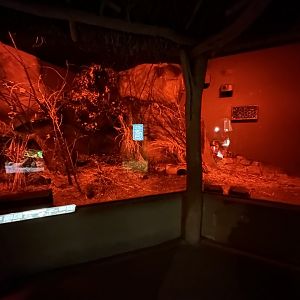 Moholi Bushbaby & Malagasy Giant Jumping Rat Exhibit - Africa Up Close