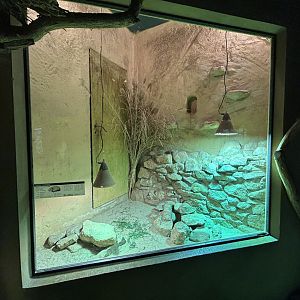 Common Gundi Exhibit - Africa Up Close