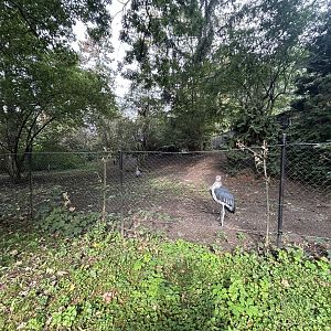 Marabou Stork & Cape Barren Goose Exhibit