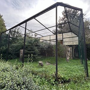 Egyptian Vulture Aviary
