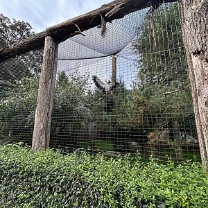 King Vulture Aviary