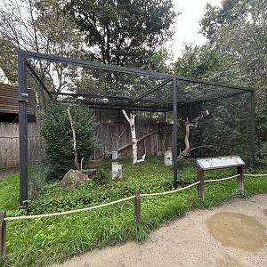 Spectacled Owl Aviary