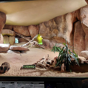 Mixed reptile exhibit