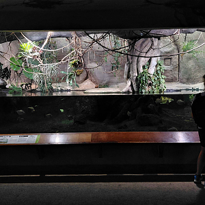 Green anaconda exhibit