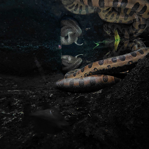 Anaconda exhibit underwater view