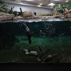 Smooth-coated otter dad and cubs