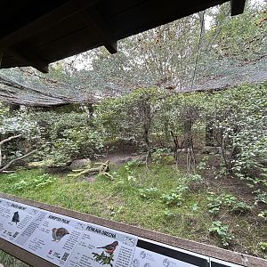 Native Bird Walkthrough Aviary