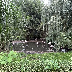 Greater Flamingo Exhibit