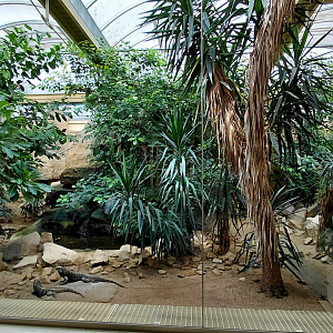 Mixed reptile exhibit
