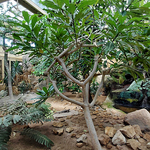 Mixed reptile exhibit