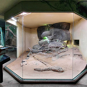Mixed reptile exhibit