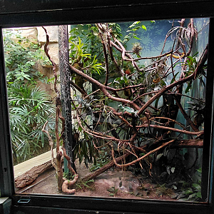 Basilisk exhibit