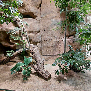 Cuban boa + anole exhibit