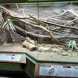 Mixed reptile exhibit