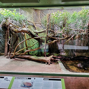 Frilled lizard exhibit