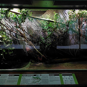Tree monitor exhibit