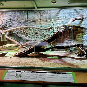Iguana exhibit