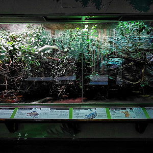 Mixed reptile exhibit