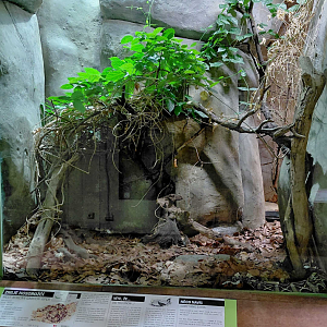 Gaboon viper exhibit