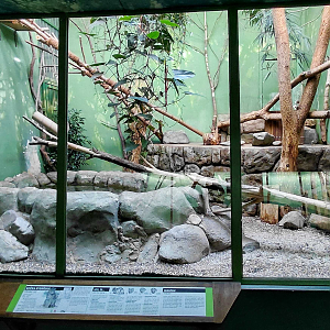 Fishing cat indoor exhibit