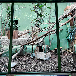 Fishing cat indoor exhibit